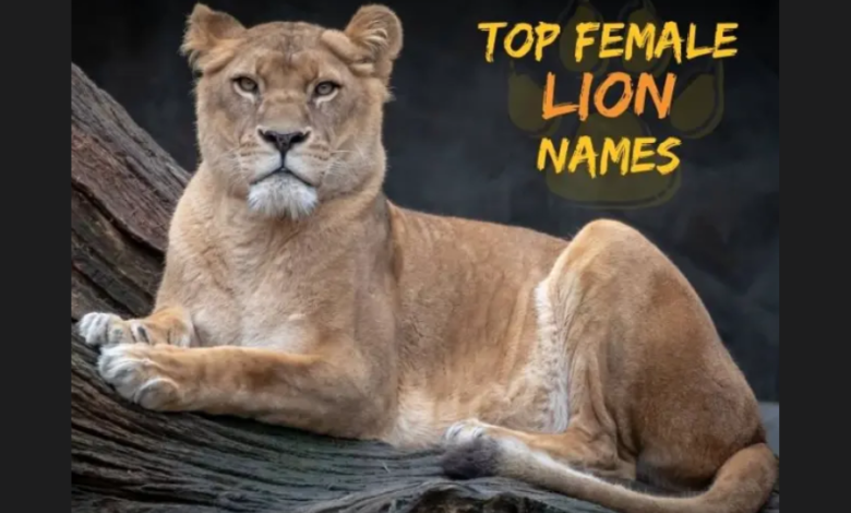 name that means lioness nyt